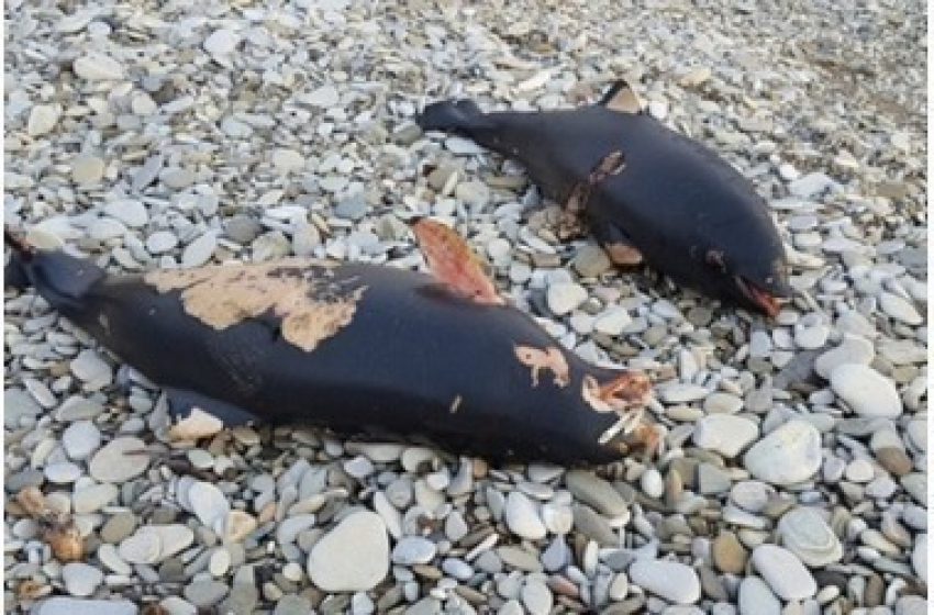 Мертвых дельфинов обнаружили жители в прибрежной зоне