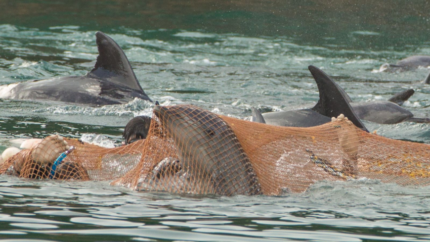Дельфины перестанут исчезать по вине человека — новороссийцы смогут вздохнуть с облегчением