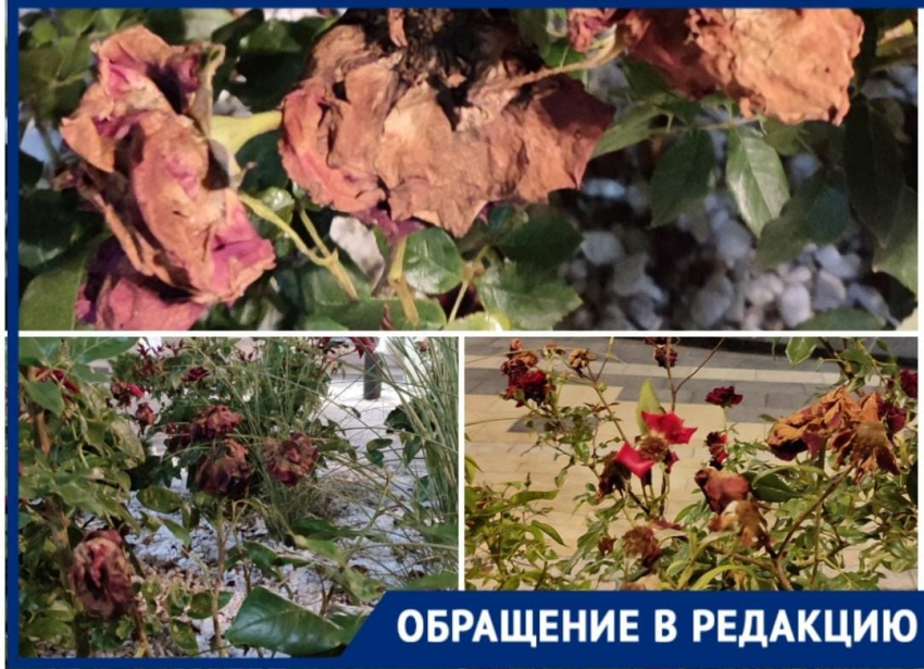 "Жалкое зрелище": в сквере Куникова в Новороссийске засохли розы 