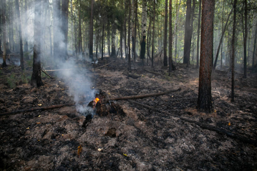 Посещение леса под запретом: в крае введен особый противопожарный режим 