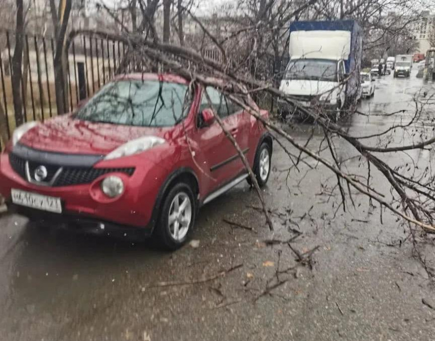 Ещё два дерева рухнули в Новороссийске, одно – на автомобиль