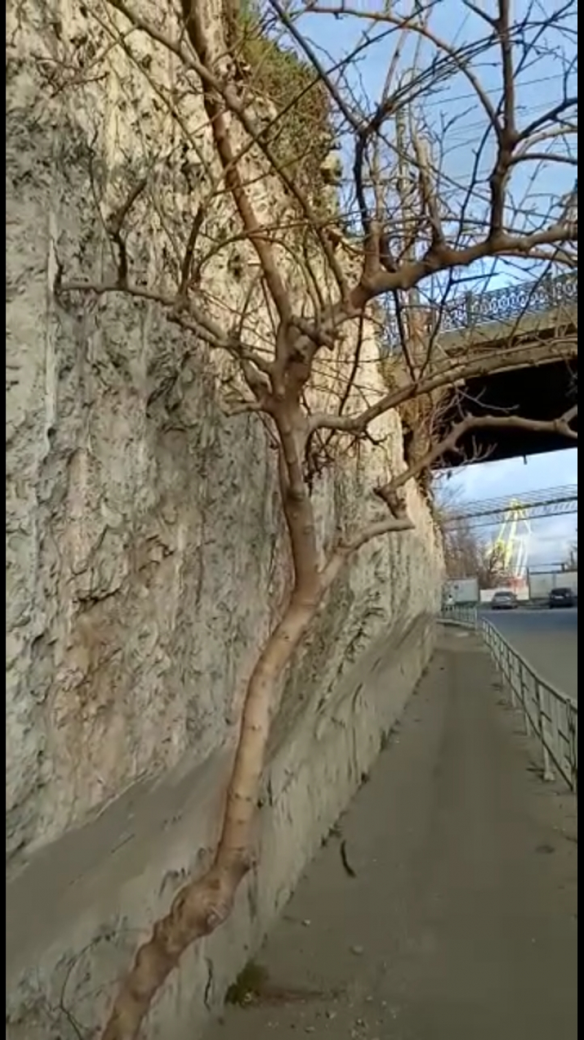 В Новороссийске дерево выросло прямо из бетона