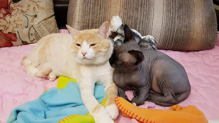 Добби и Том - дружная команда в конкурсе «Самый красивый кот-2018"