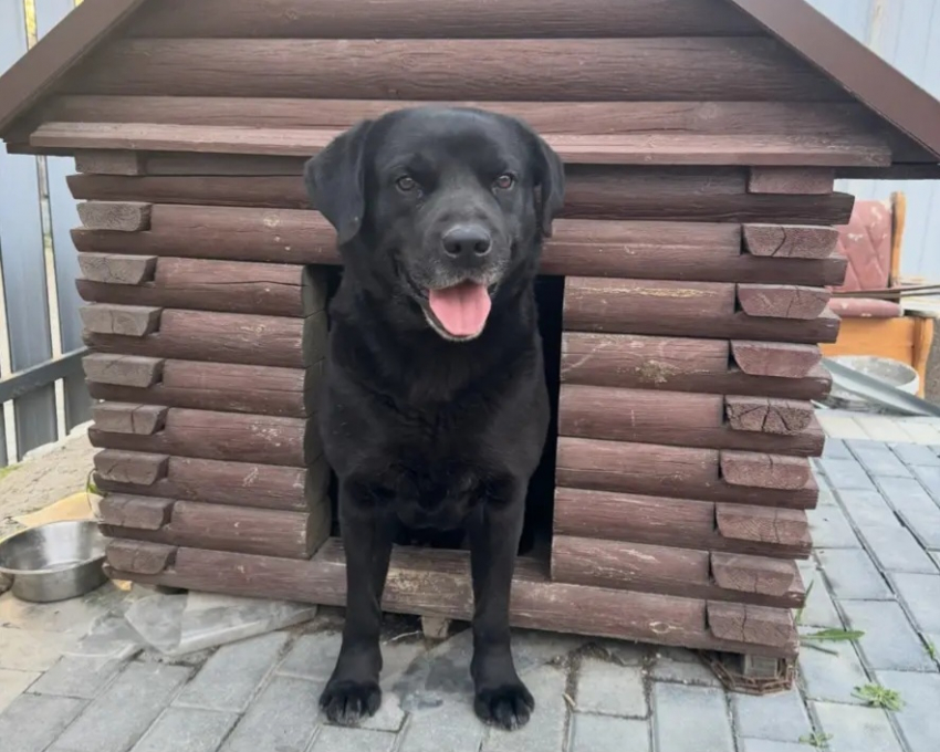 Внимание, розыск: в Новороссийске ищут лабрадора с седой бородой 