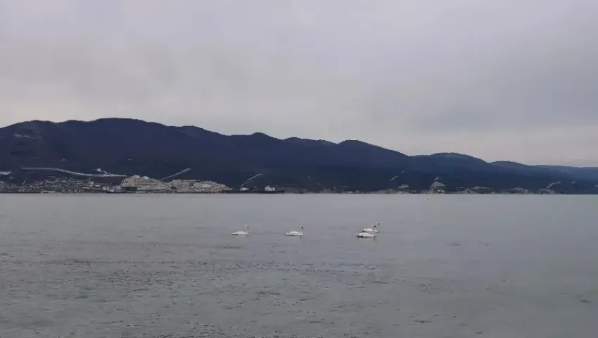 В Новороссийске дождь прольет весь день