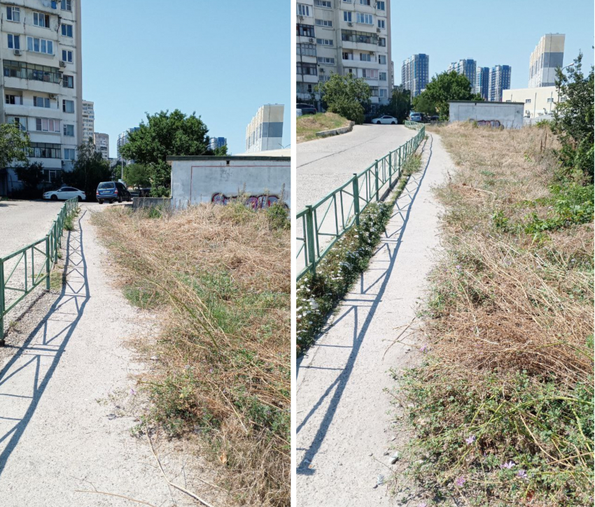 «Что это за работа?» - жительница Новороссийска возмущена количеством амброзии