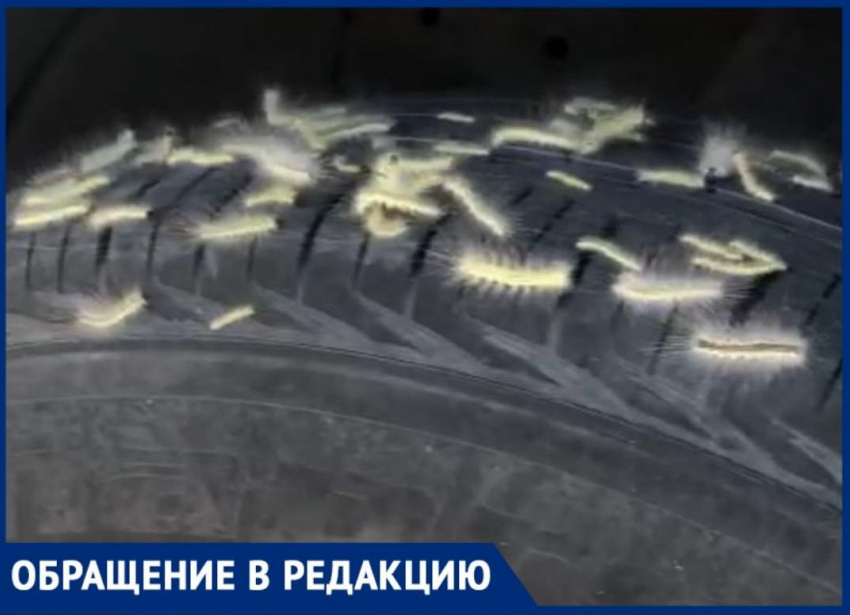 Гусеницы сожрали в Новороссийске деревья и перешли на автомобили