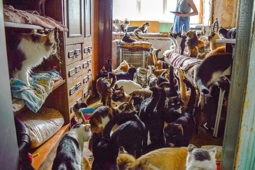 130 кошек в маленькой квартире: страдают соседи и питомцы, а государство принимает меры