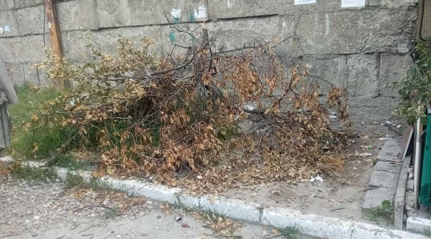 Куда девать ветки, новороссийцам рассказали в администрации