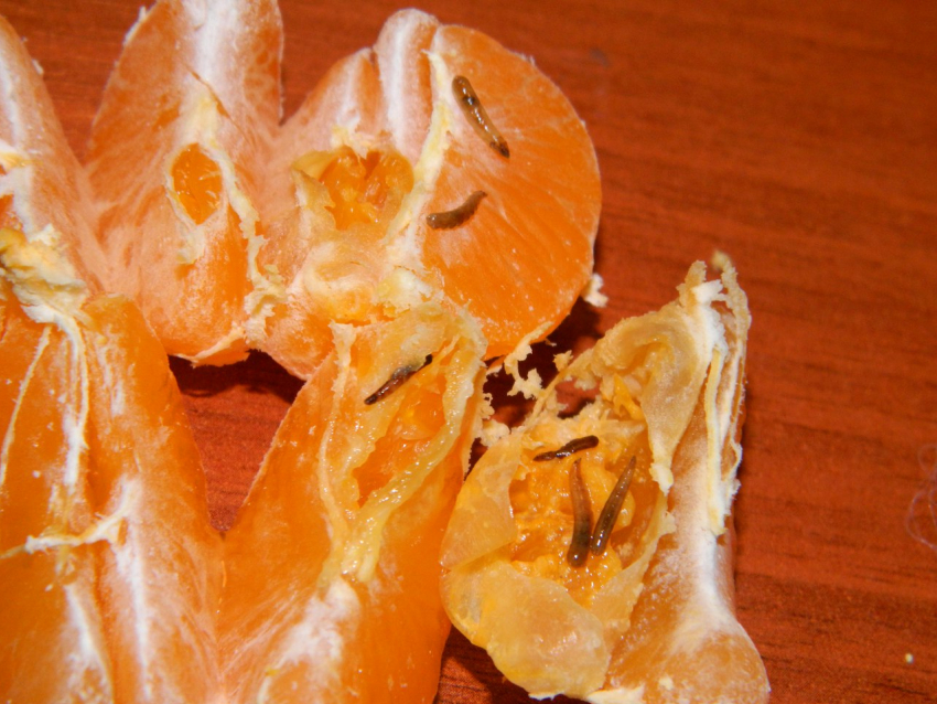 Личинки мух: в Новороссийске не пропустили турецкие апельсины 