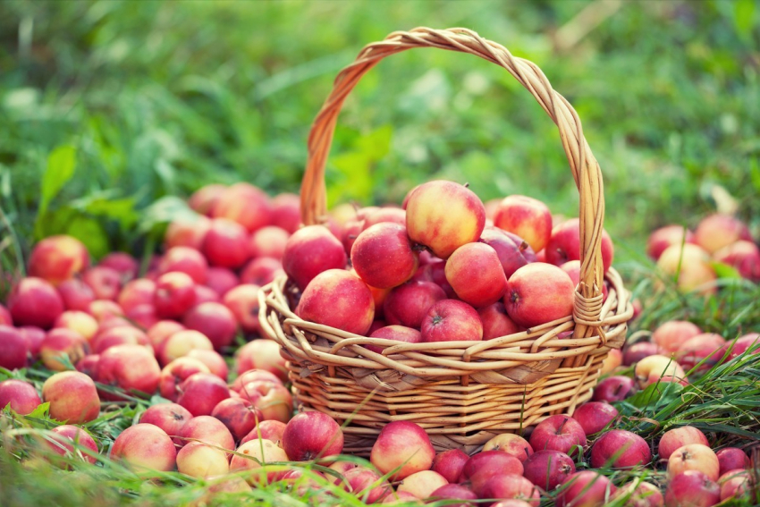 Тонны краснодарских яблок уйдут в «Абрау-Дюрсо» для нового напитка