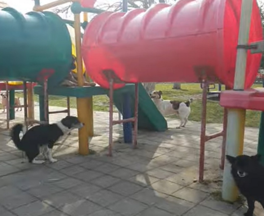 Собаки гуляют и испражняются прямо на детской площадке в Натухаевской 