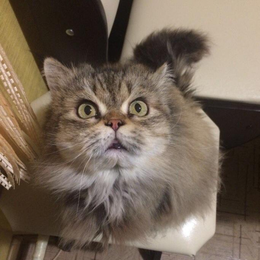 Анфиса - со своенравным характером в конкурсе «Самый красивый кот-2018"