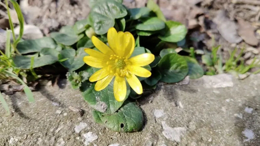 Весенние приметы работают и в Новороссийске