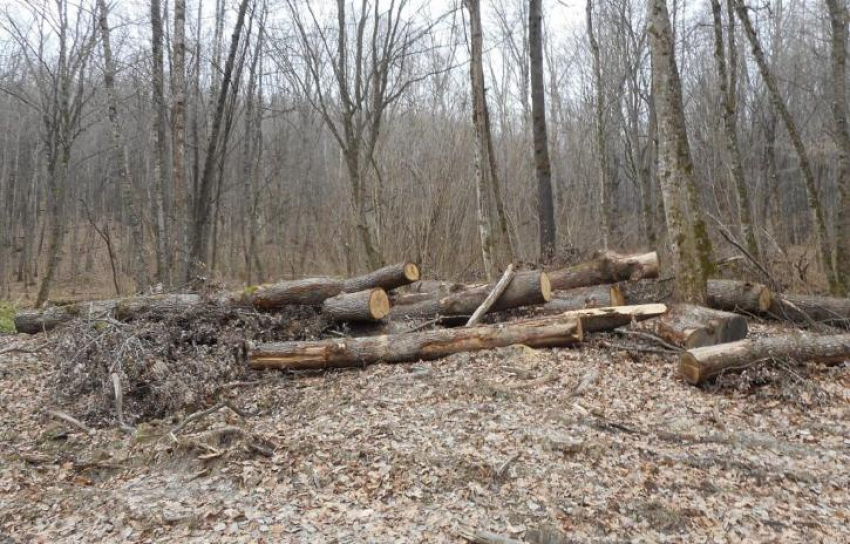 Под Новороссийском неизвестные вырубили деревьев на более чем 3 миллиона рублей