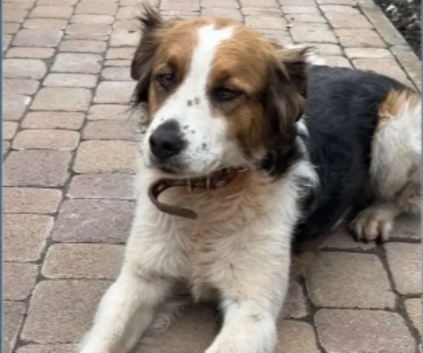 «Помогите найти друга!»: хозяева собаки Белки просят новороссийцев помочь