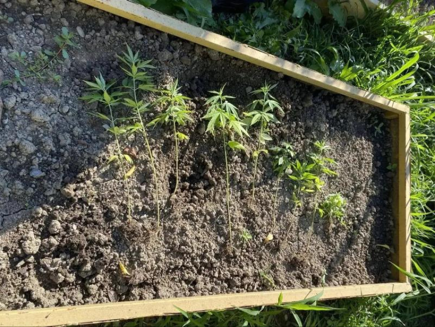 Домашняя плантация привела сочинца под уголовное дело