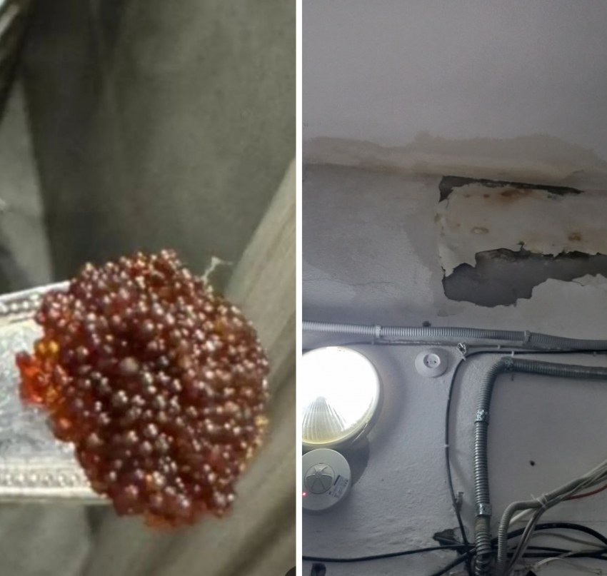 Комары, крысы и потоп в подвале: жители одного из домов Новороссийска устали от такого житья 