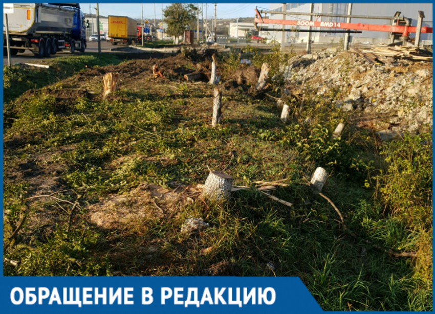За ночь вырубили деревья под Новороссийском