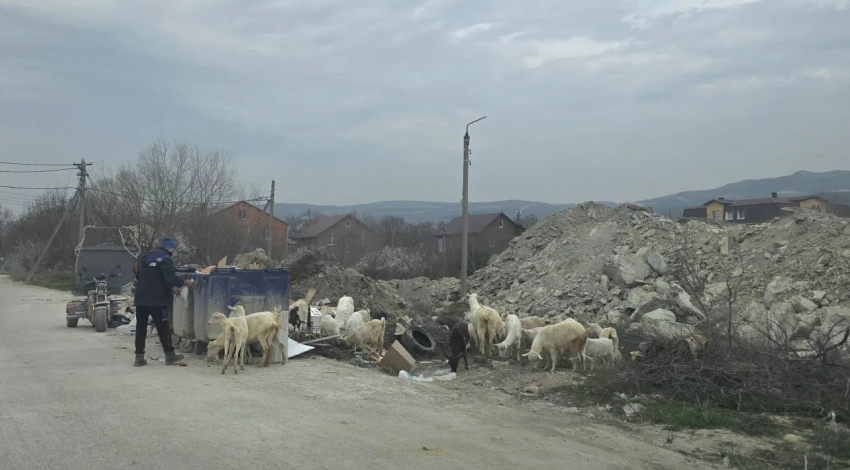 «Картина маслом»: обычный день в Новороссийске, где козы пасутся на мусорке 