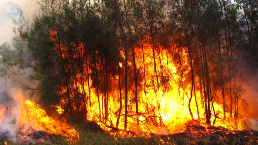 Чрезвычайная пожароопасность: в лес новороссийцам лучше не ходить 