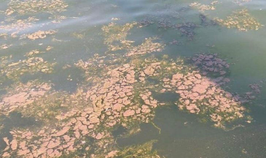 Море Новороссийска затянуло грязной пеной