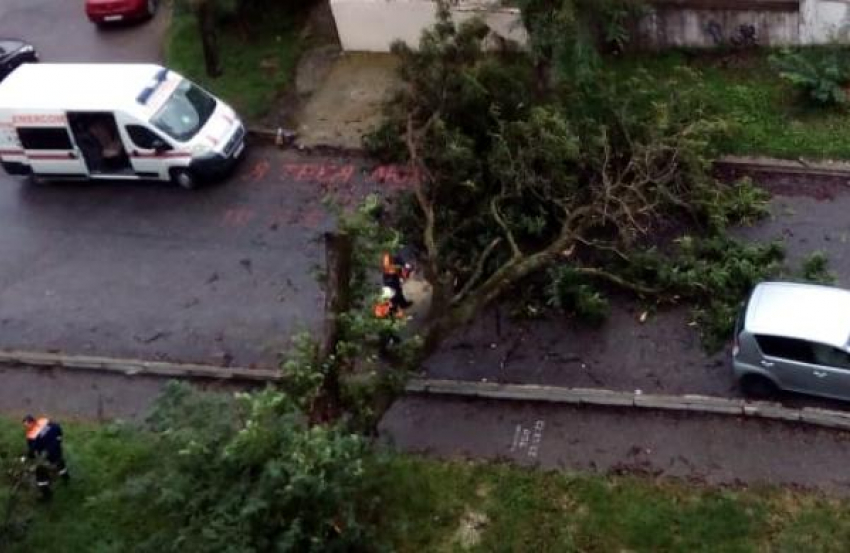 Дерево покушалось на имущество новороссийцев