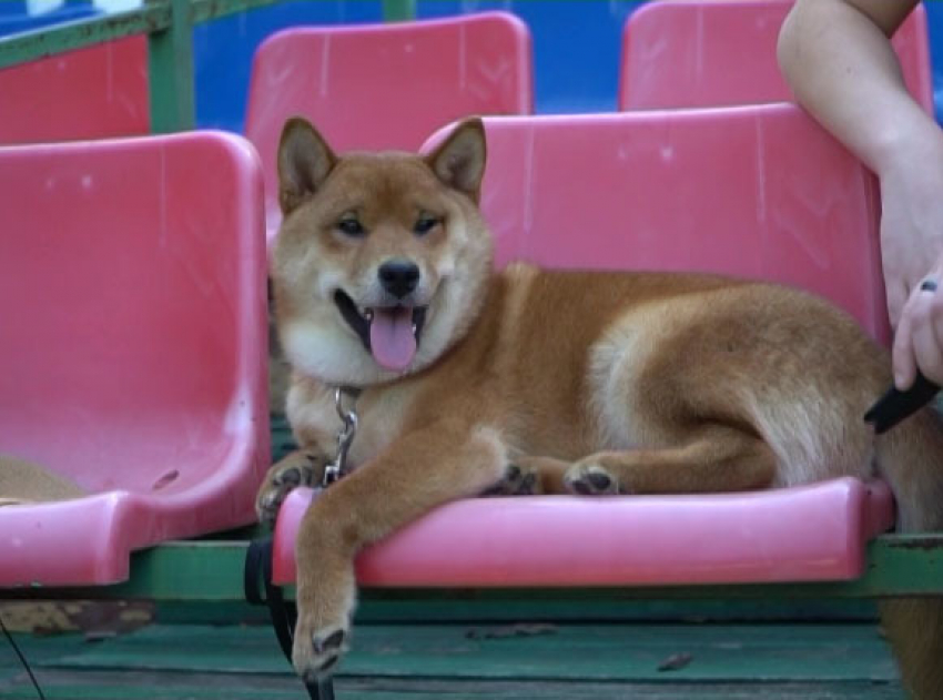 Самого рыжего пса и лучшую даму с собачкой определили в Новороссийске