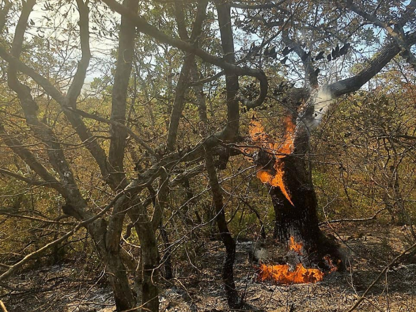 В Новороссийске сохраняется высокая пожароопасность