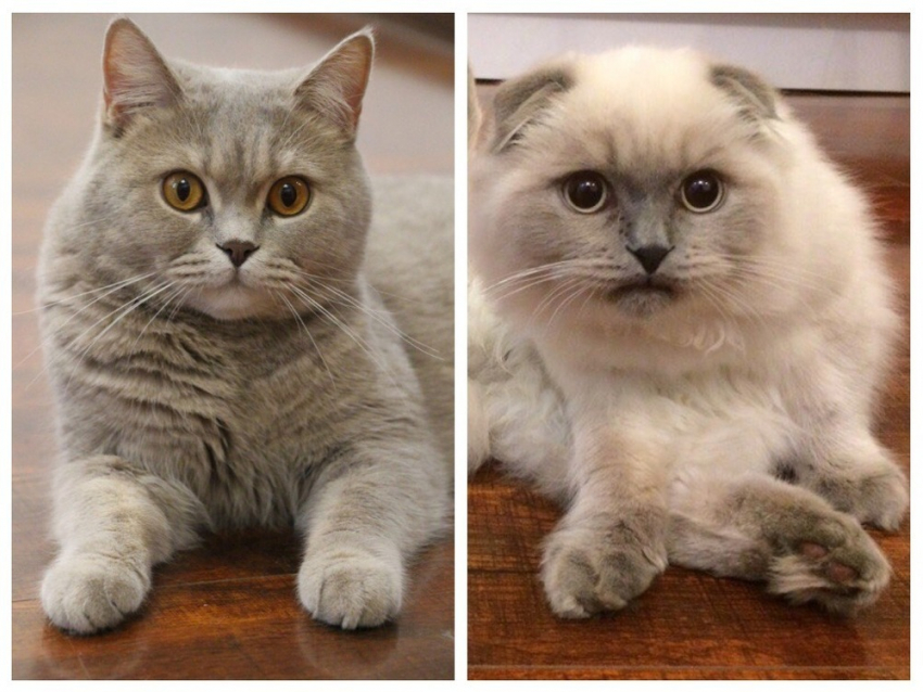Боня и Тёма - любимцы семьи в конкурсе «Самый красивый кот-2018"