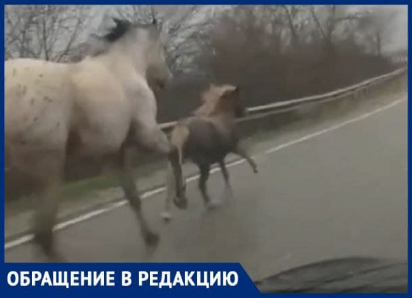 «Бедные, от кого они сбежали?» - новороссиец встретил на дороге трёх лошадей