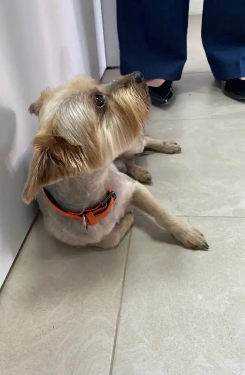 В Новороссийске нашли раненного йоркширского терьера