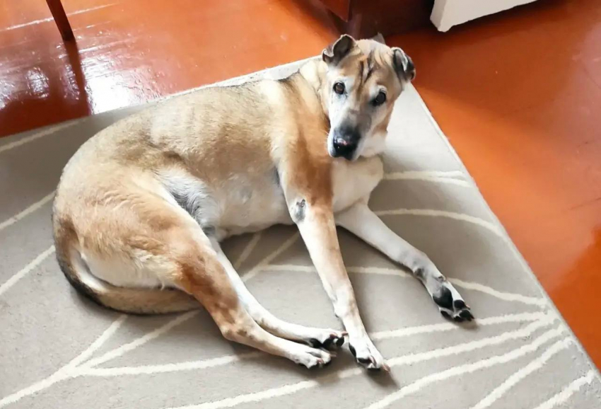 Новороссийск, внимание! Пропала 14-летняя собака по кличке Плюша