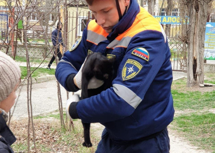«Март – кошачий месяц»: спасатели Новороссийска сняли кота с верхушки дерева 