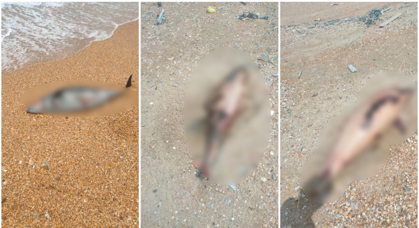 40 мертвых краснокнижных дельфинов нашли на одном из пляжей Черного моря