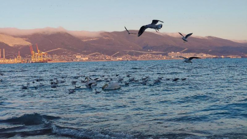 В день орнитолога эколог рассказала о птицах Новороссийска