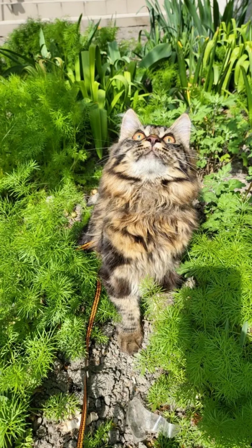 У Рыб начался новый этап, а Тельцам пора заняться планированием