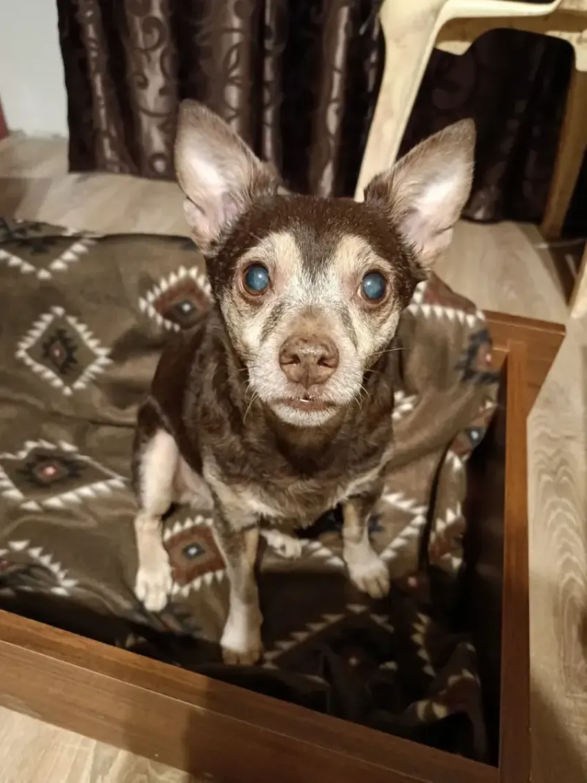 Песик мечтает вернуться домой: в Новороссийске ищут владельцев собаки