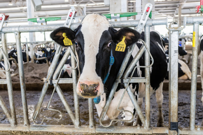 Если вы еще не вкурсе: в Новоссийске резко подешевела местная «молочка», особенно творог и масло