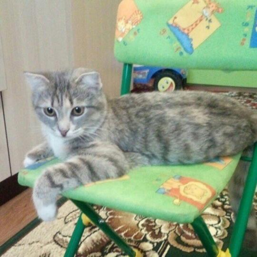 Дарина  - умная и заботливая в конкурсе «Самый красивый кот-2018"