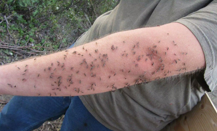 Дикая природа атакует: на новороссийцев кидаются комары, растения, змеи, собаки  и еноты
