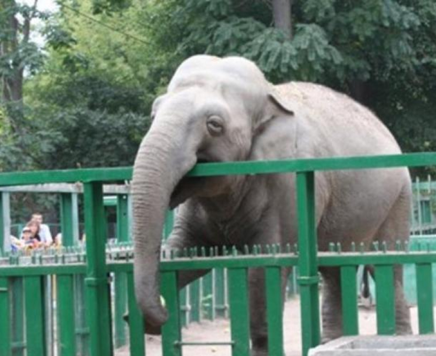 Календарь: 20 июня день освобождения слонов