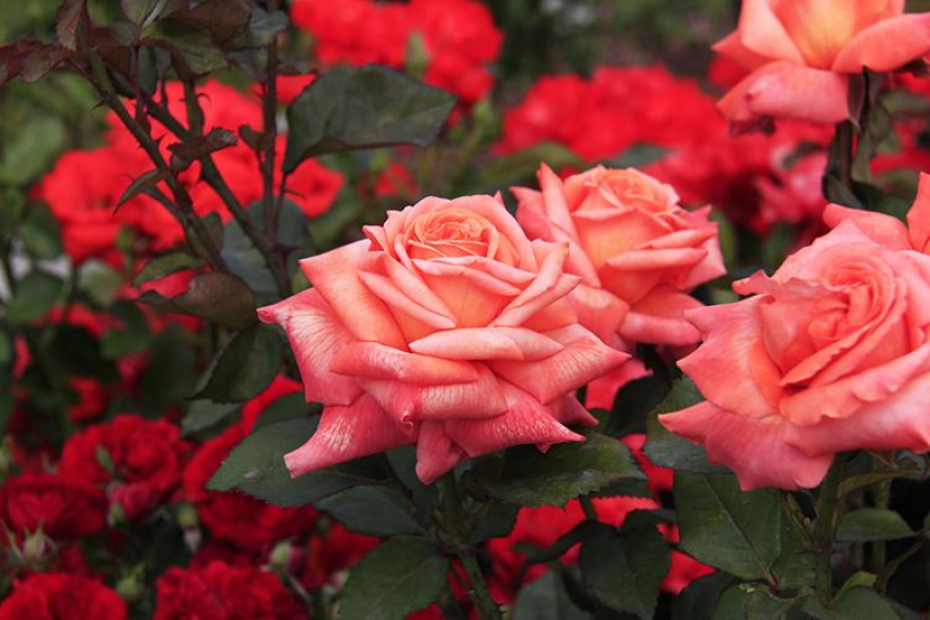 Розы украли с клумб в Новороссийске 
