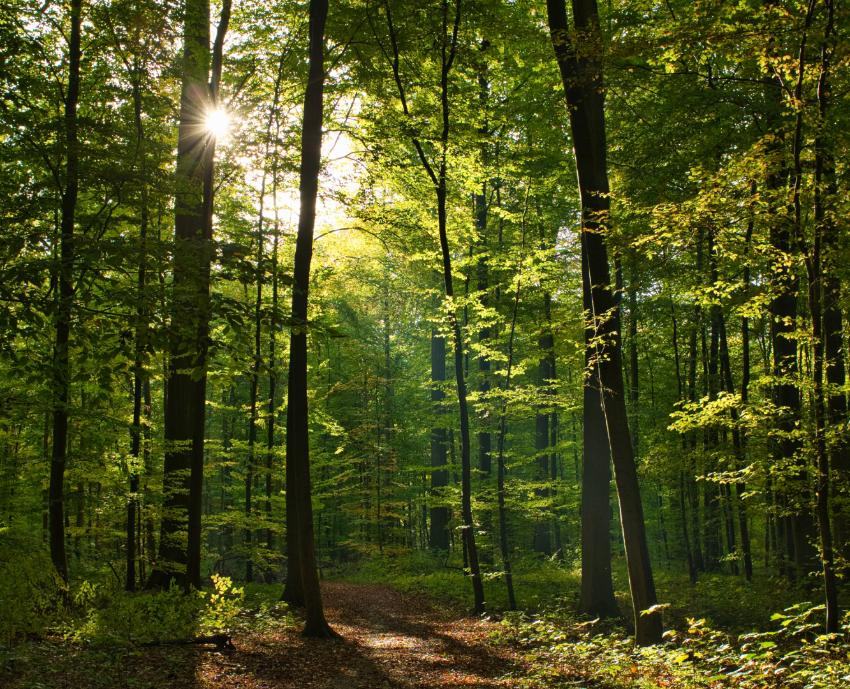 Сотрудники новороссийского лесничества сегодня принимают поздравления с профессиональным праздником