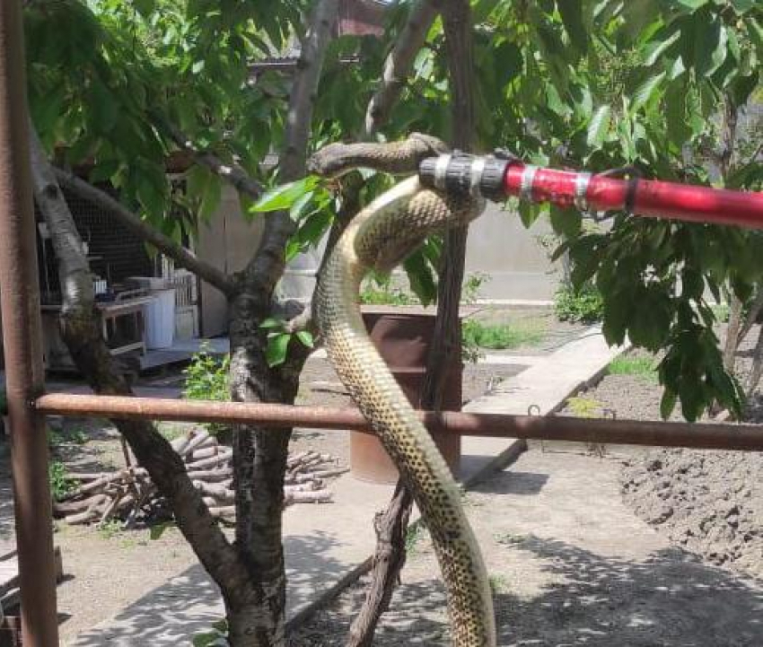 Сезон змей: рептилии атакуют новороссийцев
