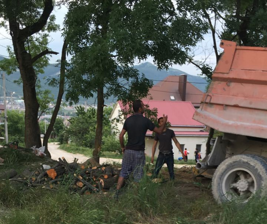 Новороссийцы обеспокоены вырубкой деревьев в Борисовке