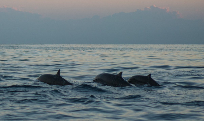В этом году у берегов Новороссийска рекордная гибель дельфинов: что животным сможет помочь 