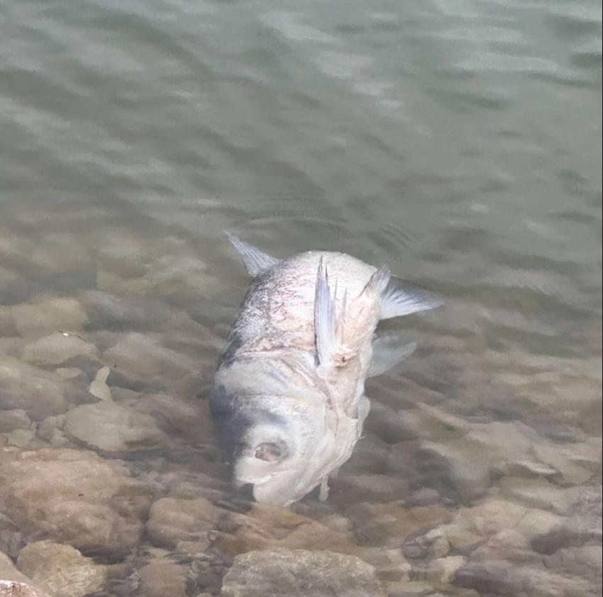 Новороссийцы рассекретили «огромную» рыбу, найденную на горпляже