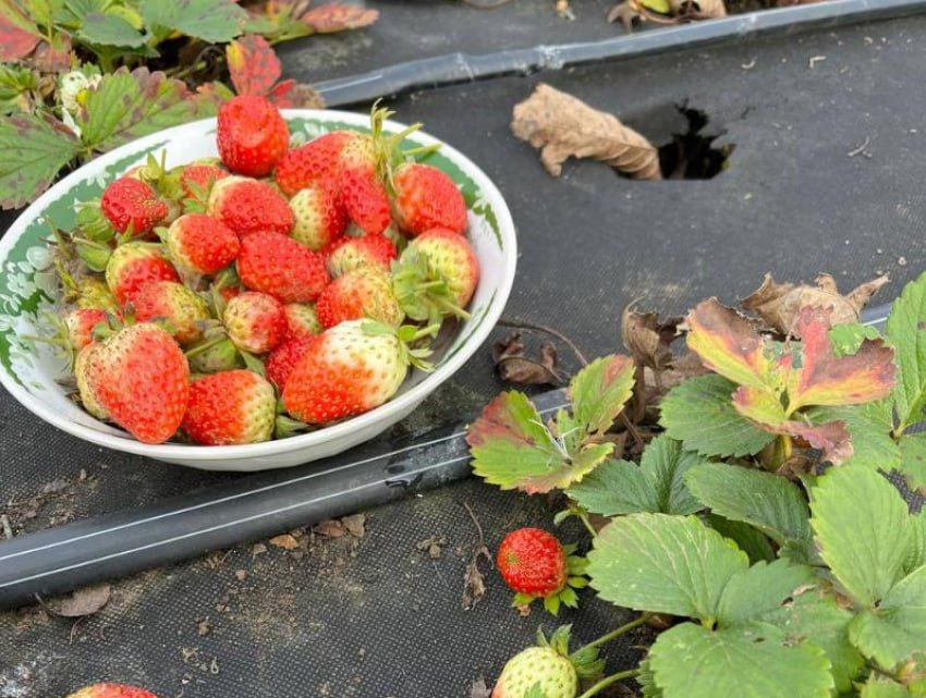 Клубнику в декабре собрала жительница Краснодарского края 
