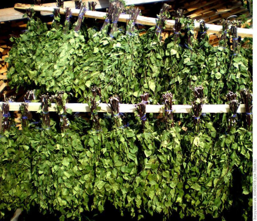 В чем ценность березового веника для городских 